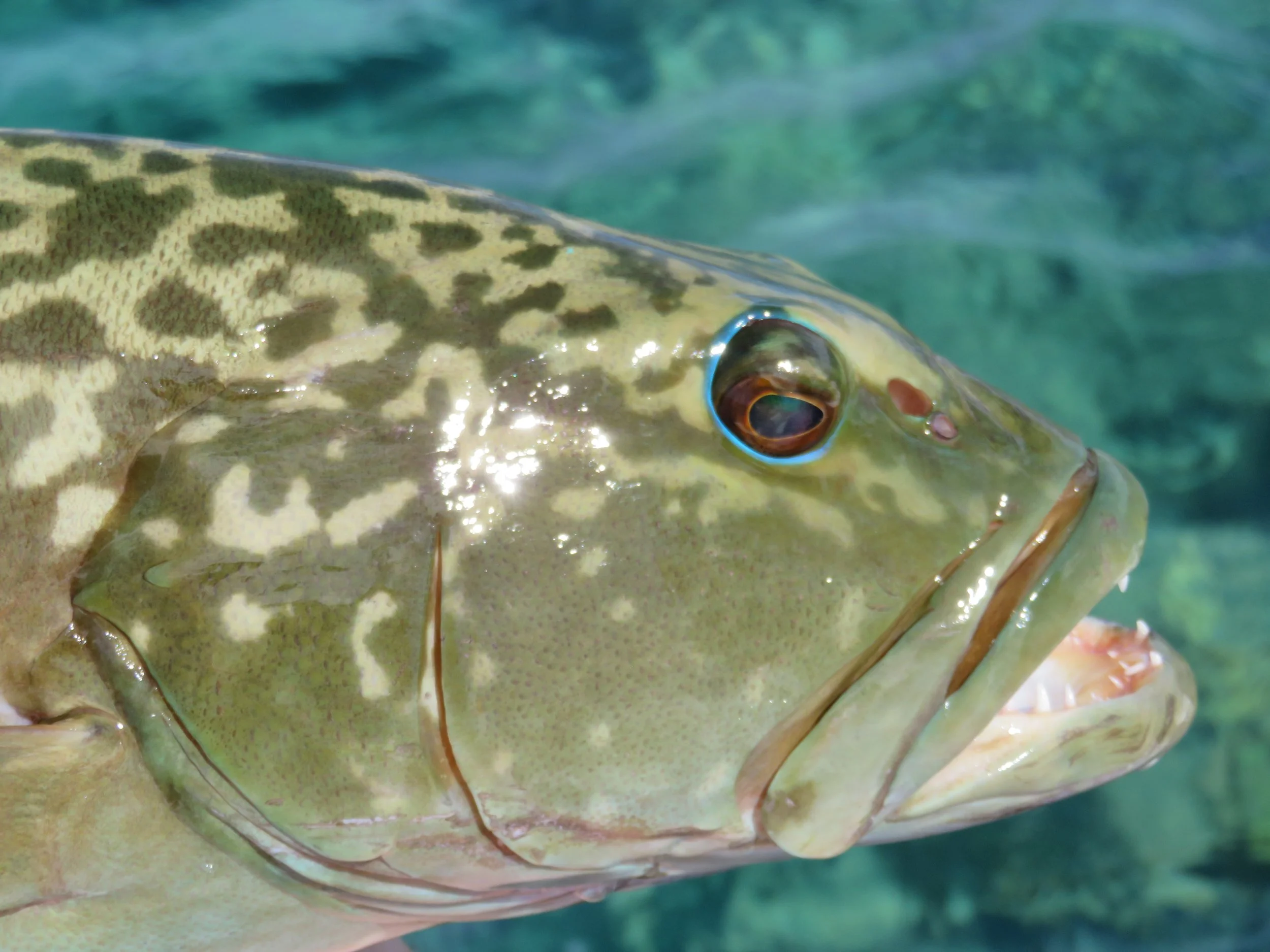 Fishes and other wildlife of Farquhar Atoll, Seychelles — CONSERVATION ...