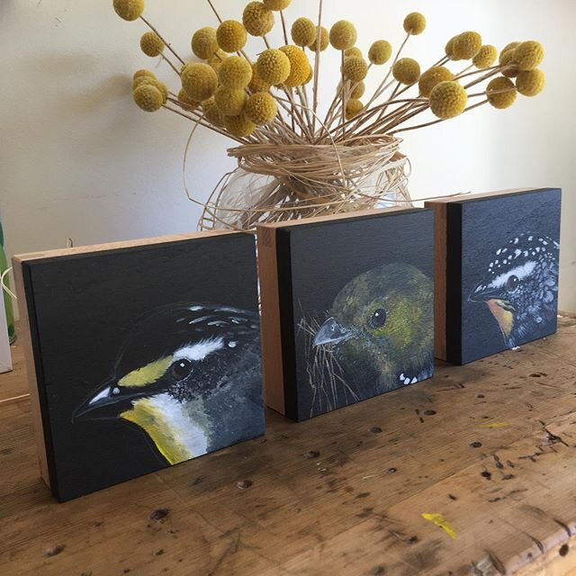 Australia&rsquo;s three pardalotes, from left : striated, 40 spotted and spotted...glorious little birds! The 40 spot is rare and only in pockets in Tasmania. These little gems on 10x10cm wooden blocks are off to Miss Bond Jewellery in Salamanca. Mis