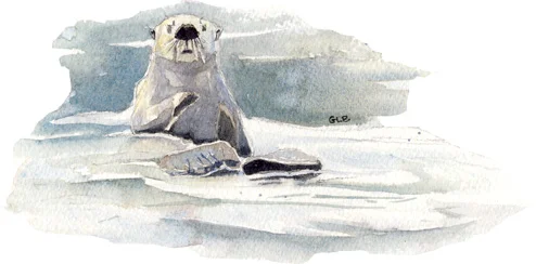sea_otter.jpg