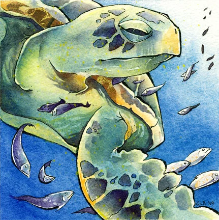 Sea_Turtle1_email.jpg