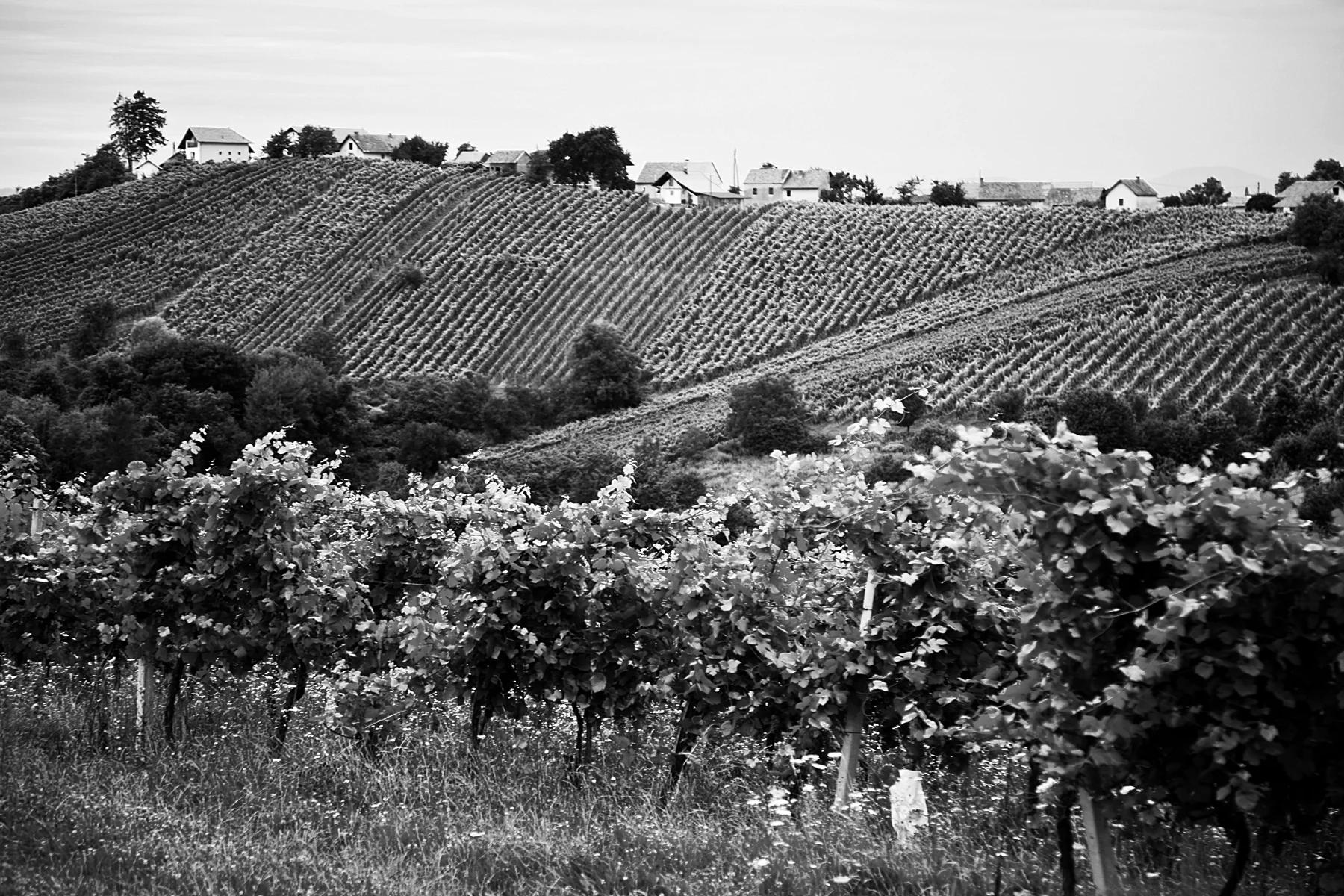 vins-duvivier-b-w.jpg