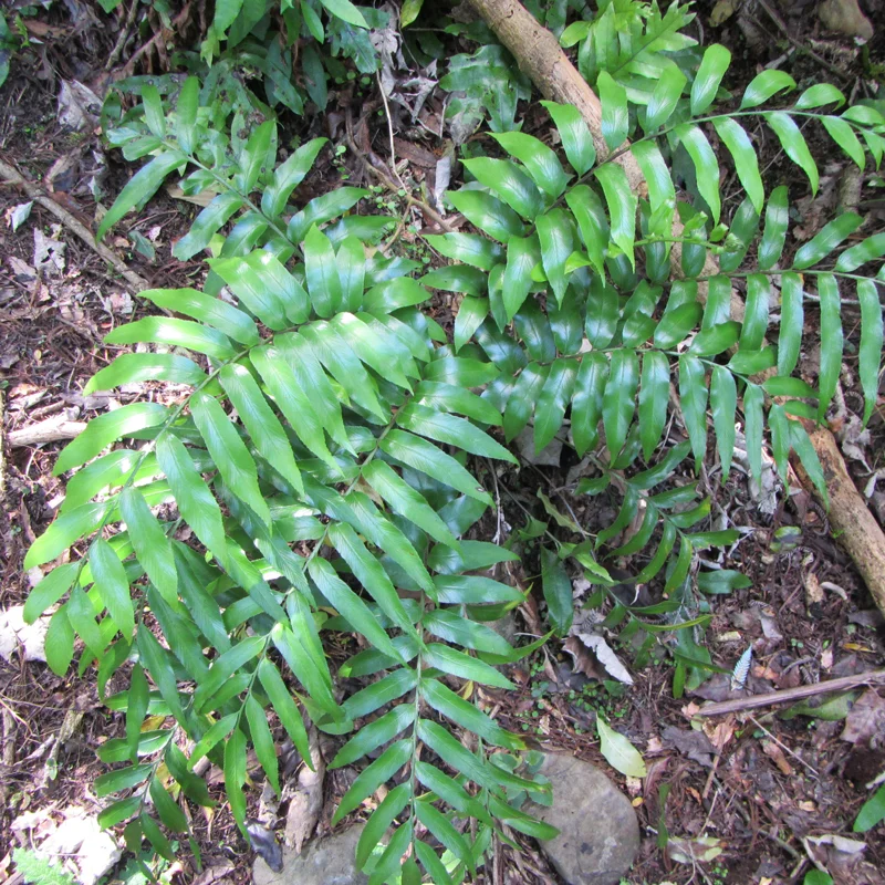 Asplenium oblongifolium