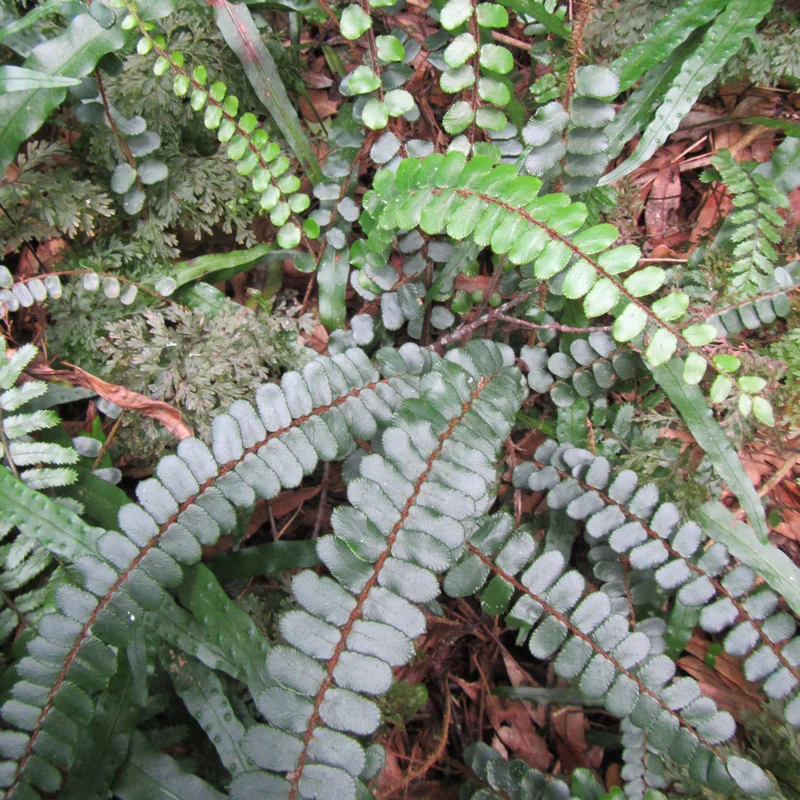 Pellaea rotundifolia