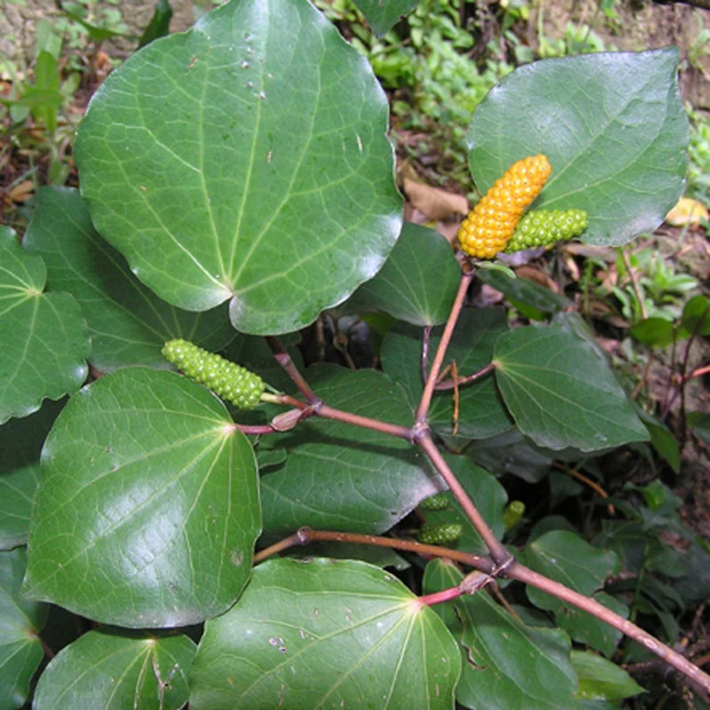 peppertree.jpg