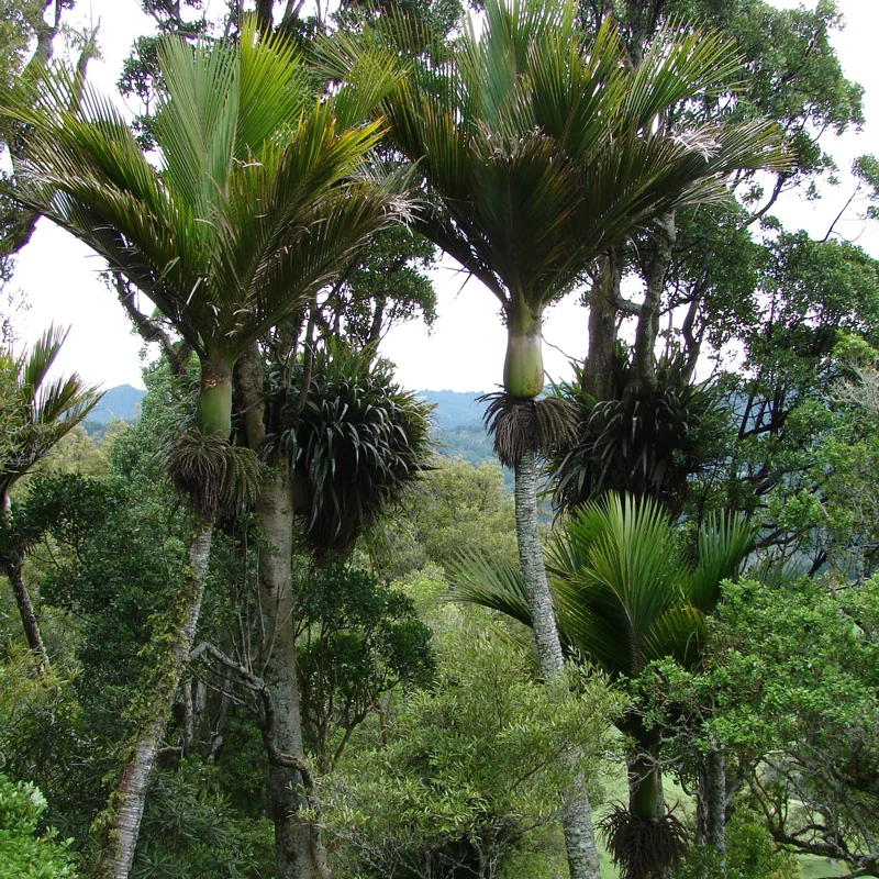 nikau-background.jpg