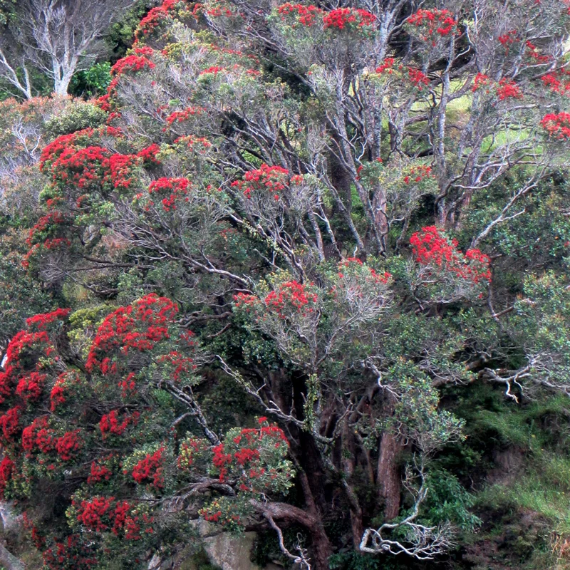 Te-Rimu-Rata-dec-2017-(3).jpg