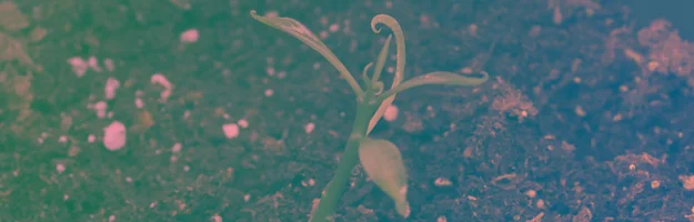 My Misadventures in Gardening: (Almost) Everything Update No. 2