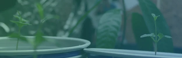 My Misadventures in Gardening: Everything Update