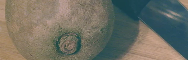 My Misadventures in Gardening: Mamey Sapote