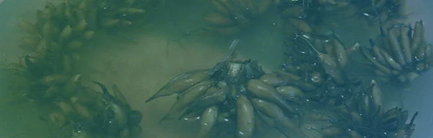 My Misadventures in Gardening: Wedding Edition