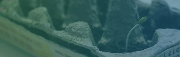 My Misadventures in Gardening: Pomegranate Update