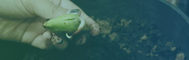 My Misadventures in Gardening: Planting the Mango