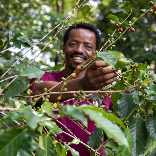 Maji coffee farms ethiopia