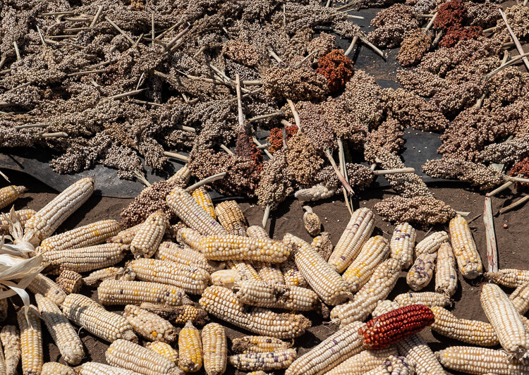 Karo Tribe crops include sorghum and maize