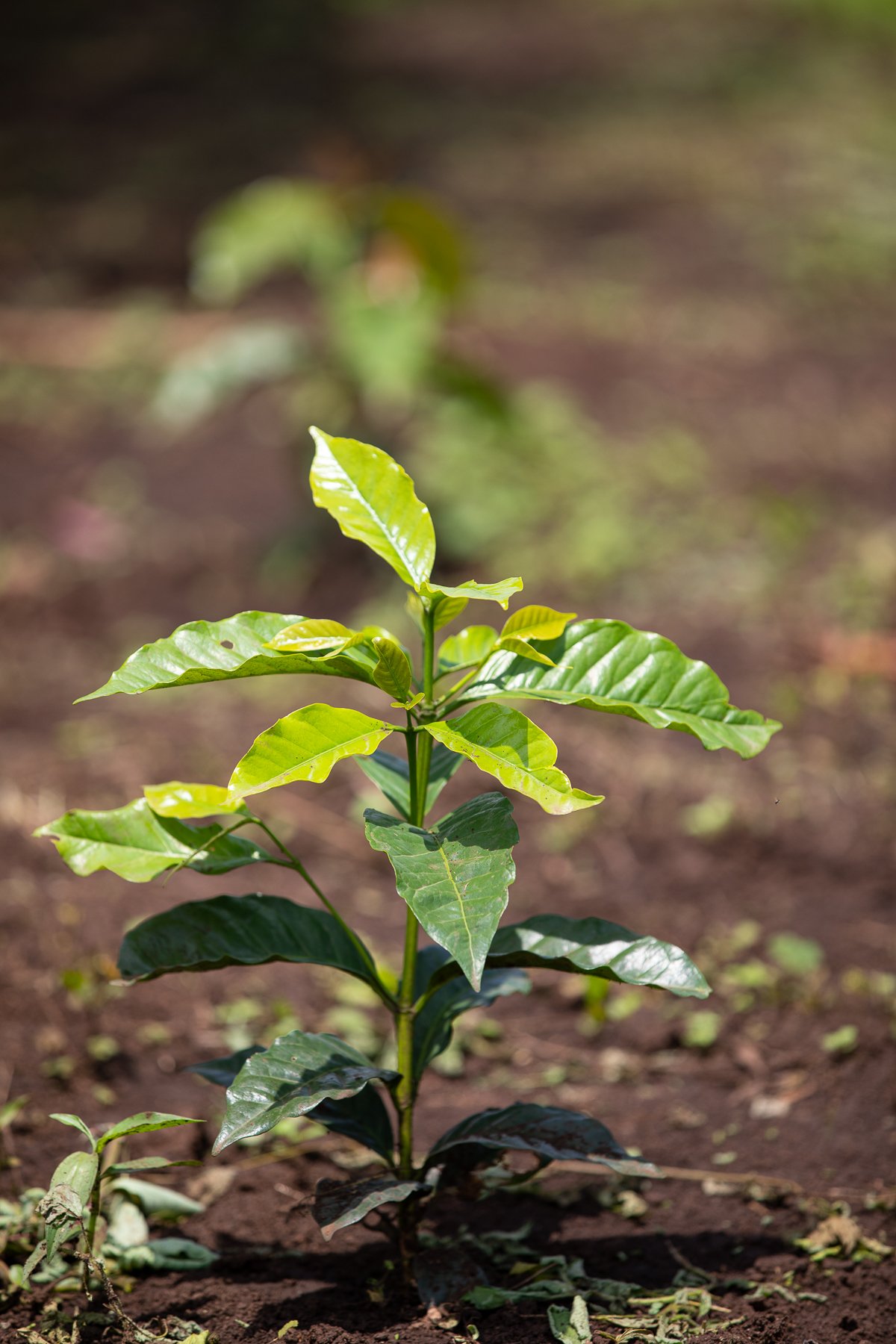 Ethiopian Gesha coffee plant