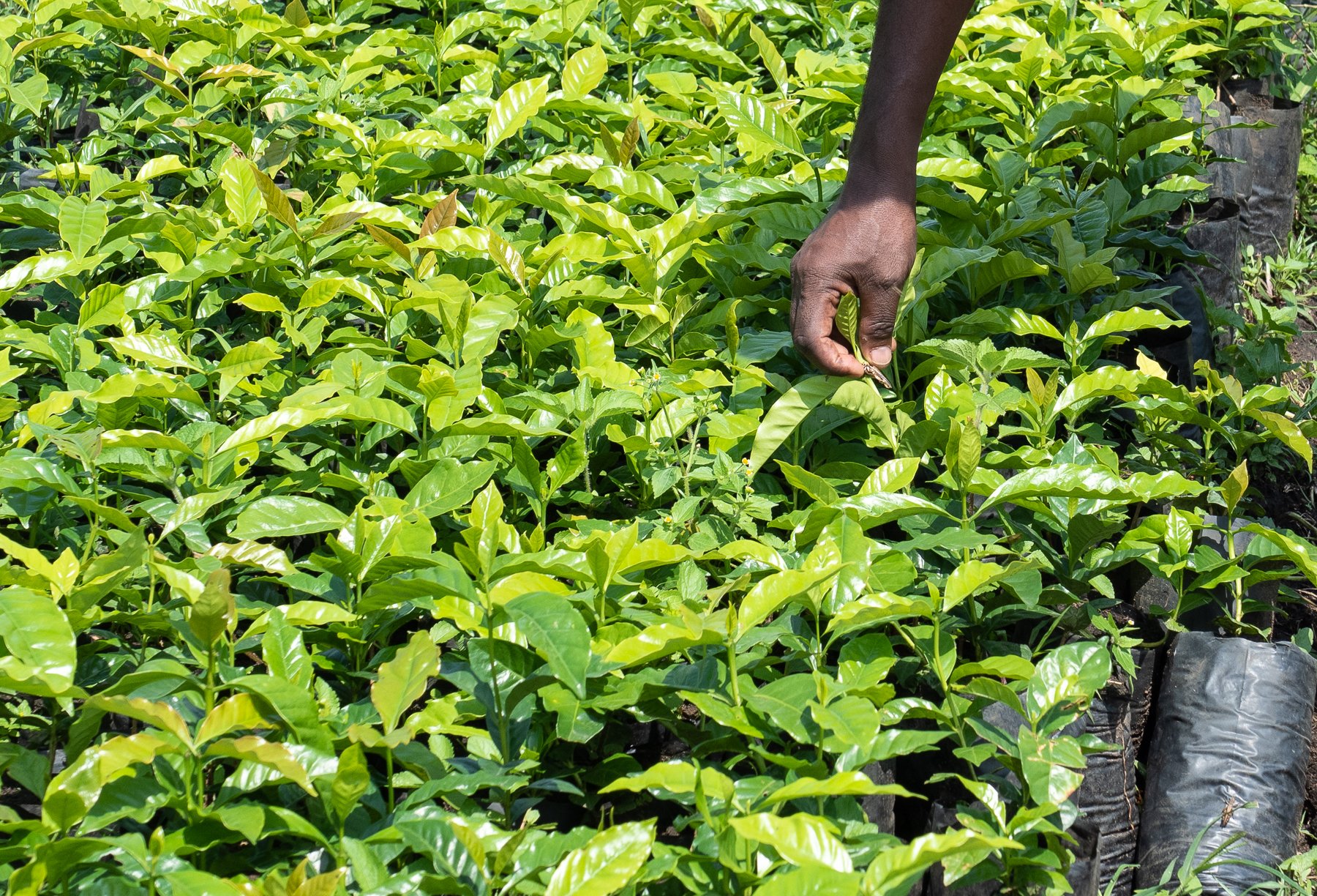 Ethiopian coffee tour farm