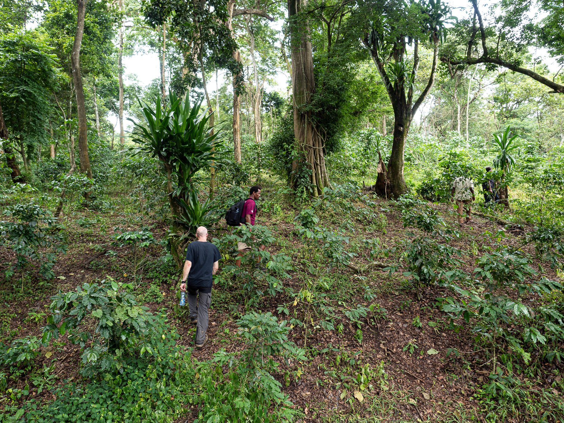 salayish coffee farm ethiopia