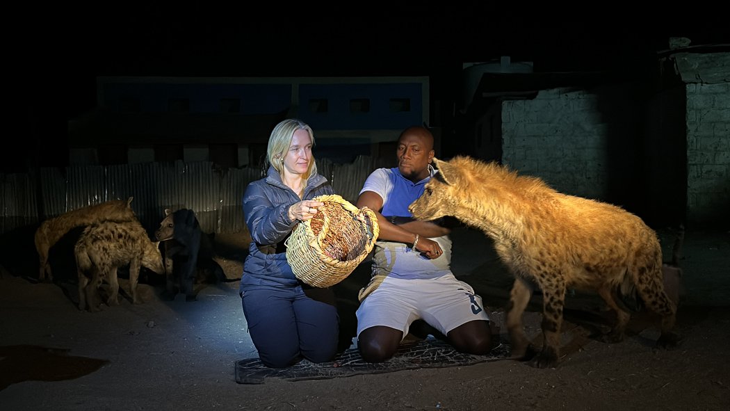 hand feeding hyenas in harar ethiopia