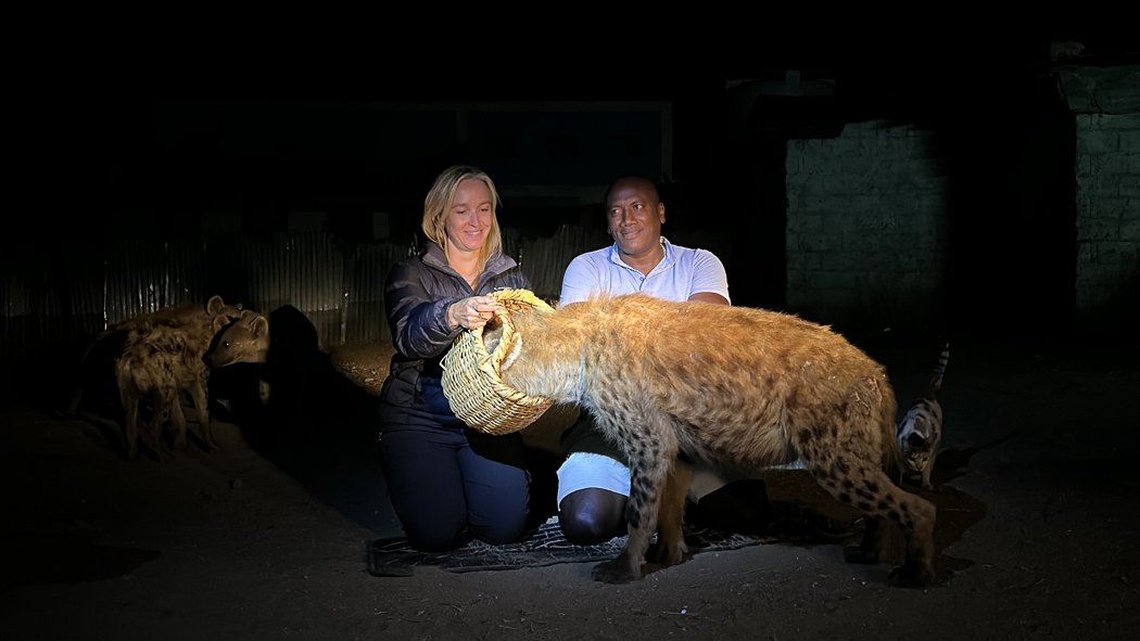 hand feeding hyenas in harar ethiopia