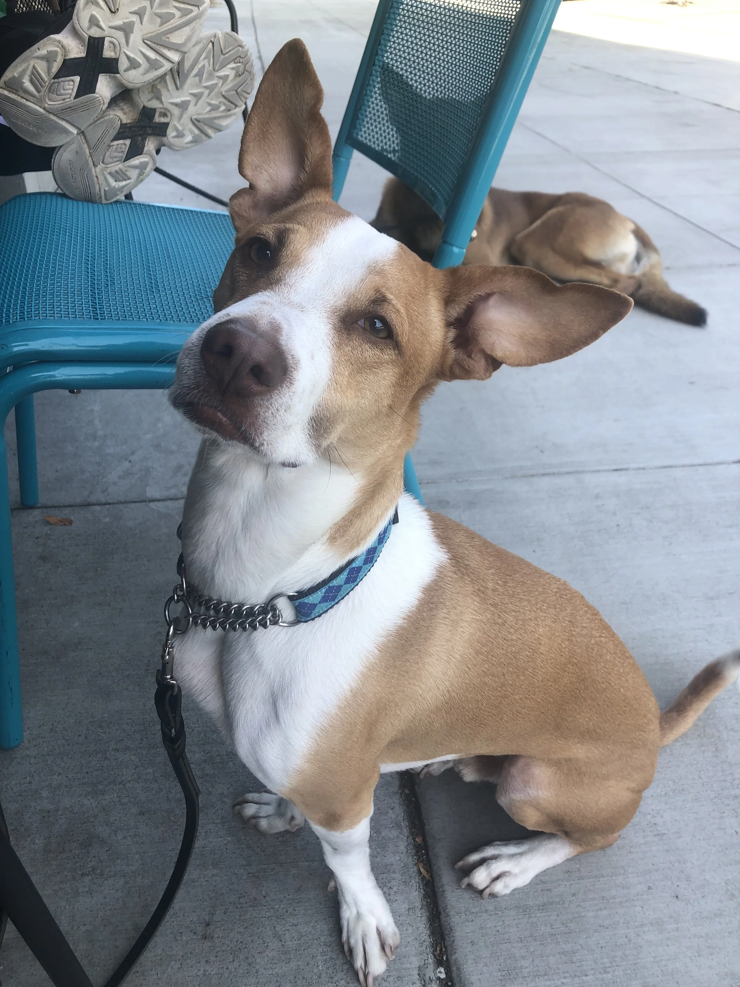 solid canine training