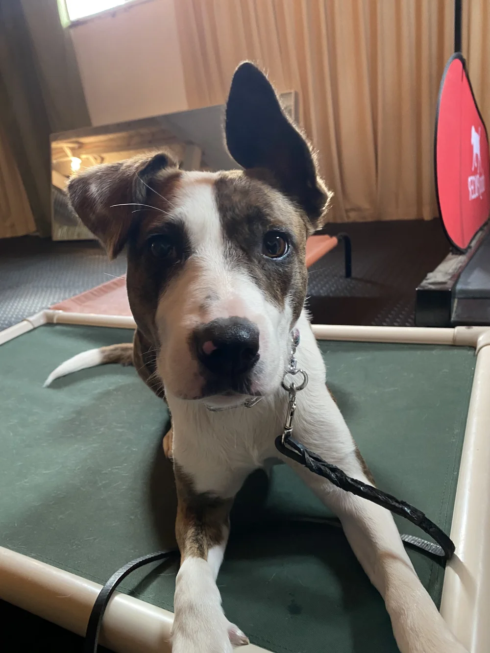 Should You Board And Train Your Dog