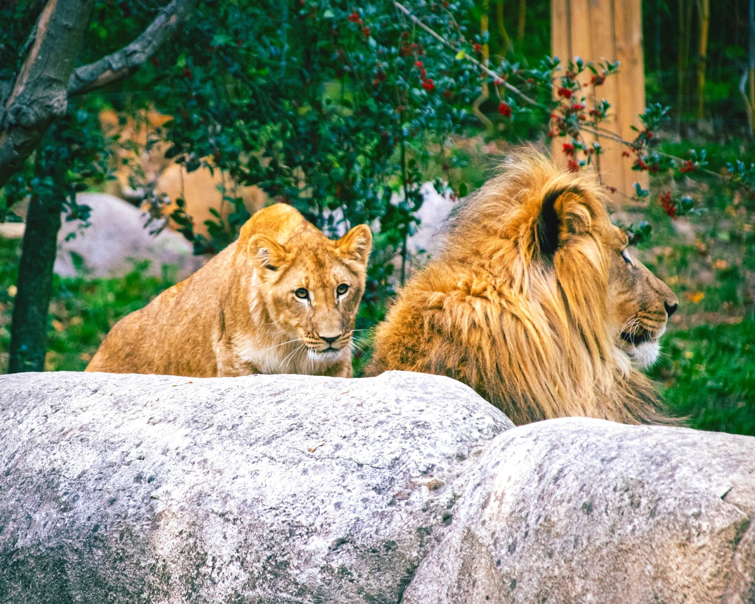 "Lion's Den"