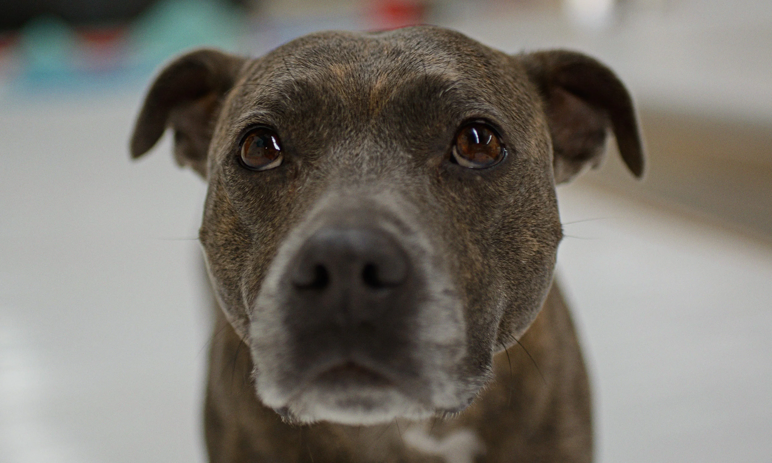 DSC_4796_Puppy_Edit.jpg