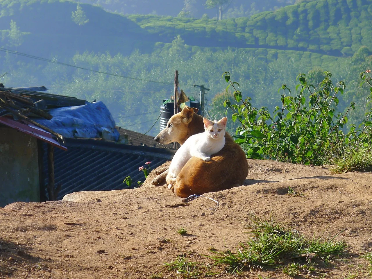Moving Abroad with Pets