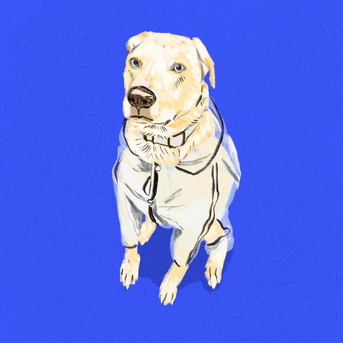 This is Billiam aka Billy. He&rsquo;s really good at getting ear infections and running up a vet bill. Also good at being handsome, everyone at the vet loved him in his rain jacket.