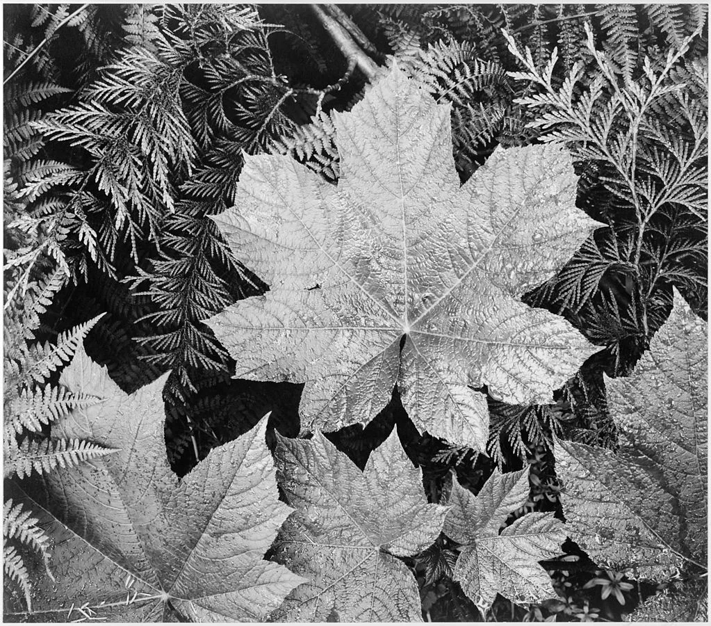 Ansel Adams leaves_-_National_Archives_79-AA-E23_levels_adj (1).jpg