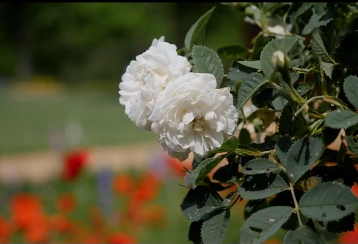 Roses at Monticello