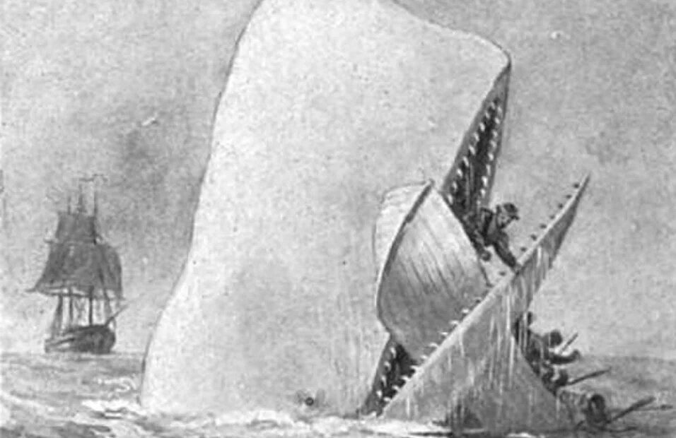 What is the White Whale?
