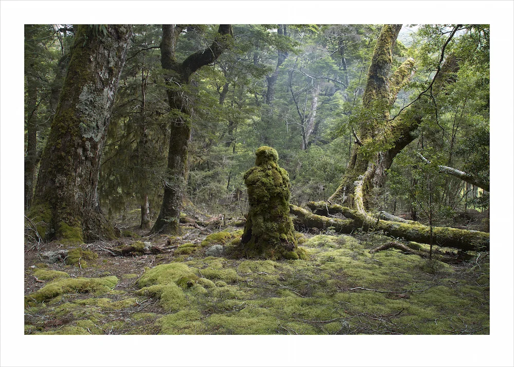 Rainforest Guardian