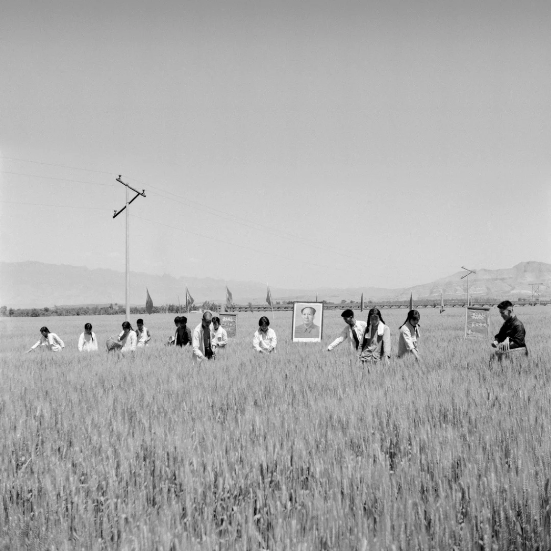 The Gucun Brigade Weeds the Wheat Fields in Preparation for Harvest