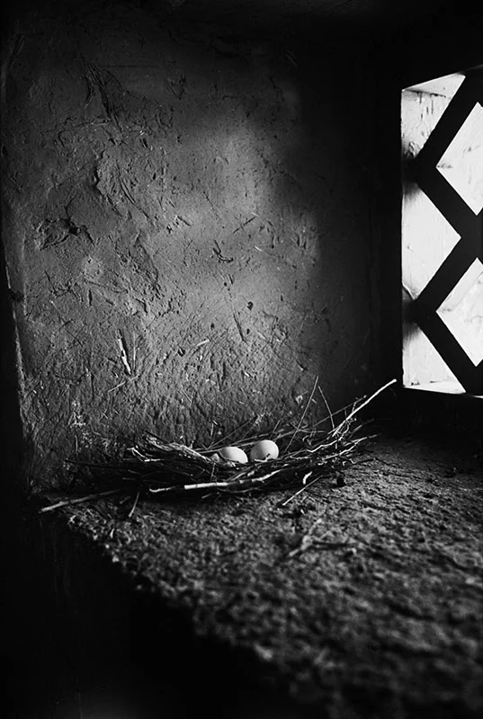 Wild pigeon eggs on the temple windowsill, Tibet