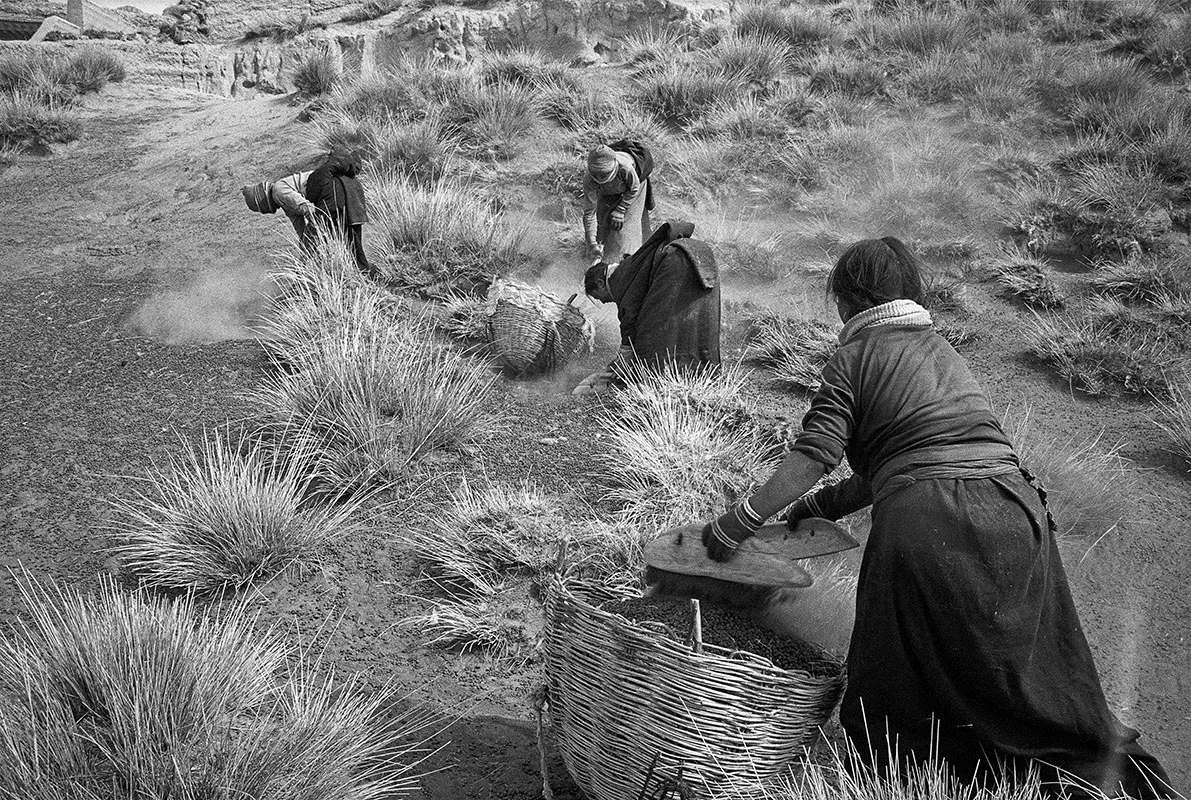 Women picking up sheep droppings, Gansu