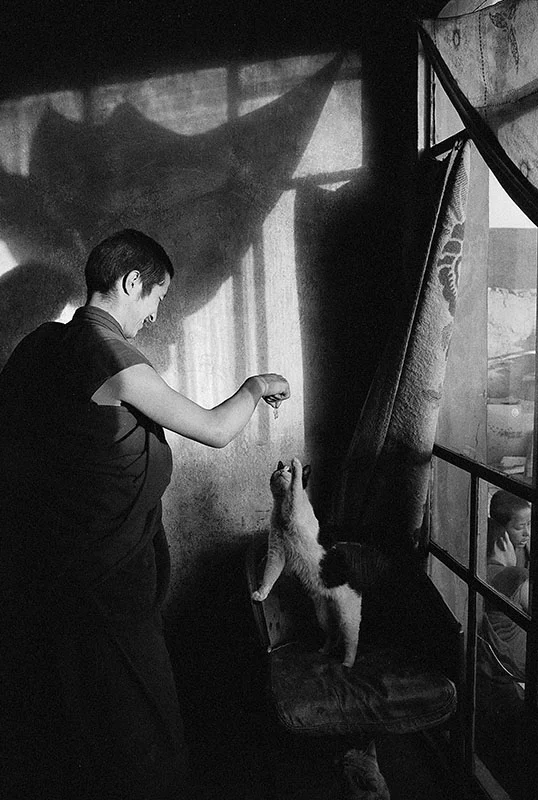 A monk playing with a cat, Qinghai