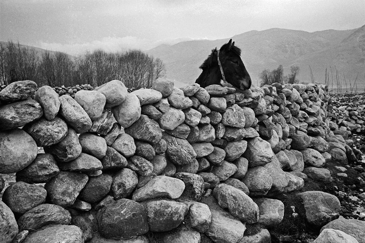 A horse inside a stone fence, Tibet