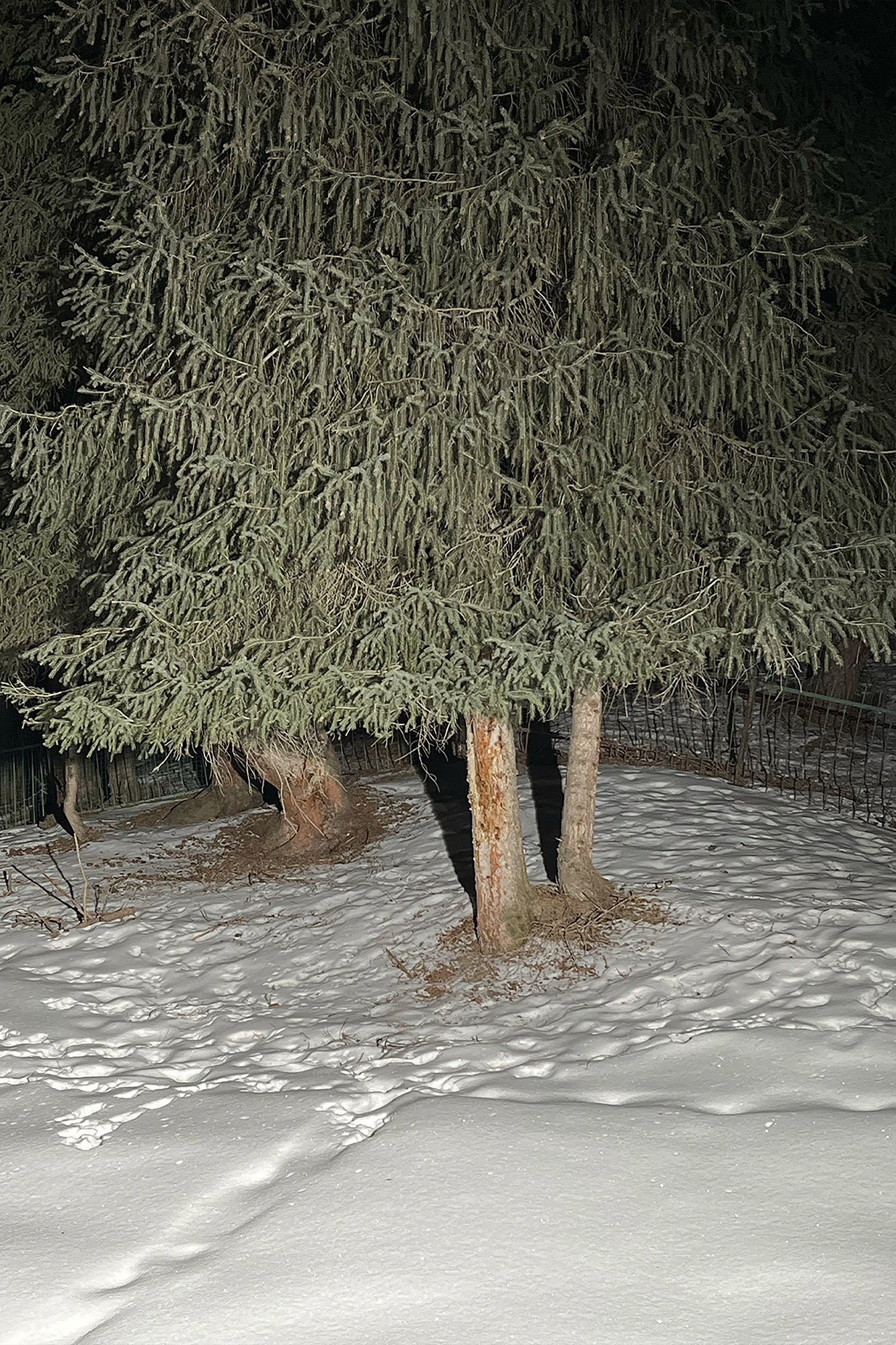 The Parasite of Illusion, 2022-2024