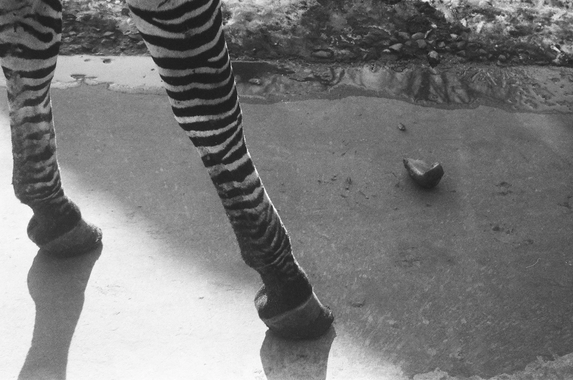 The Parasite of Illusion, 2022-2024