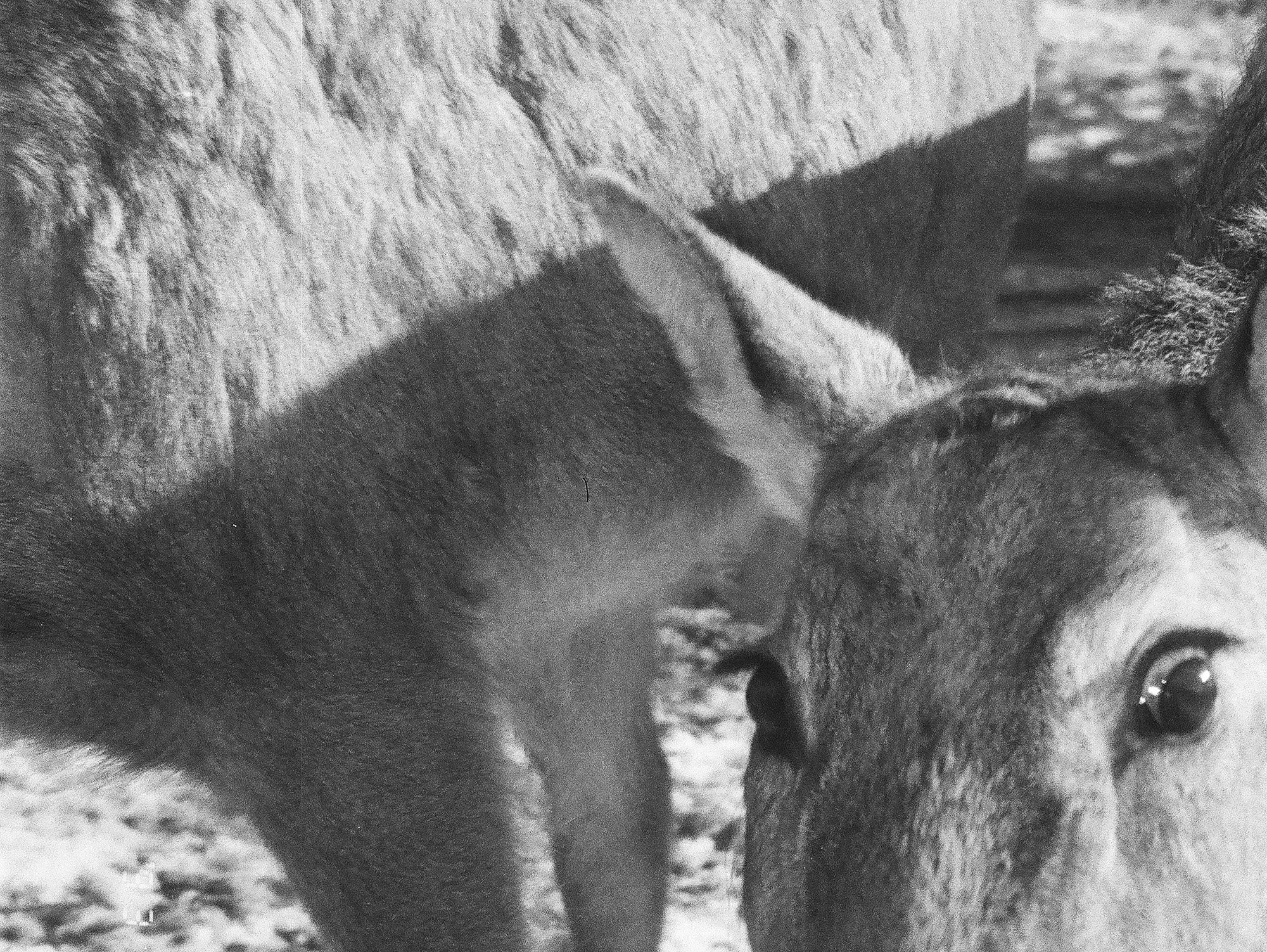 The Parasite of Illusion, 2022-2024