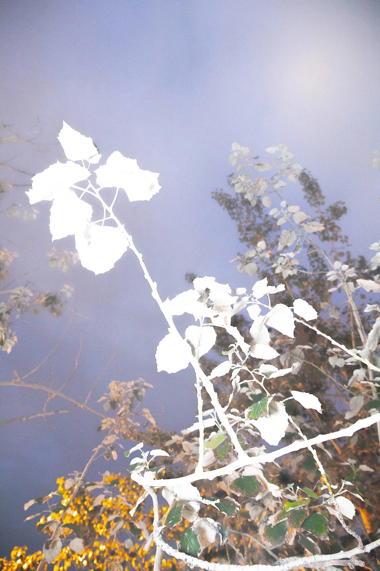 The Parasite of Illusion, 2022-2024