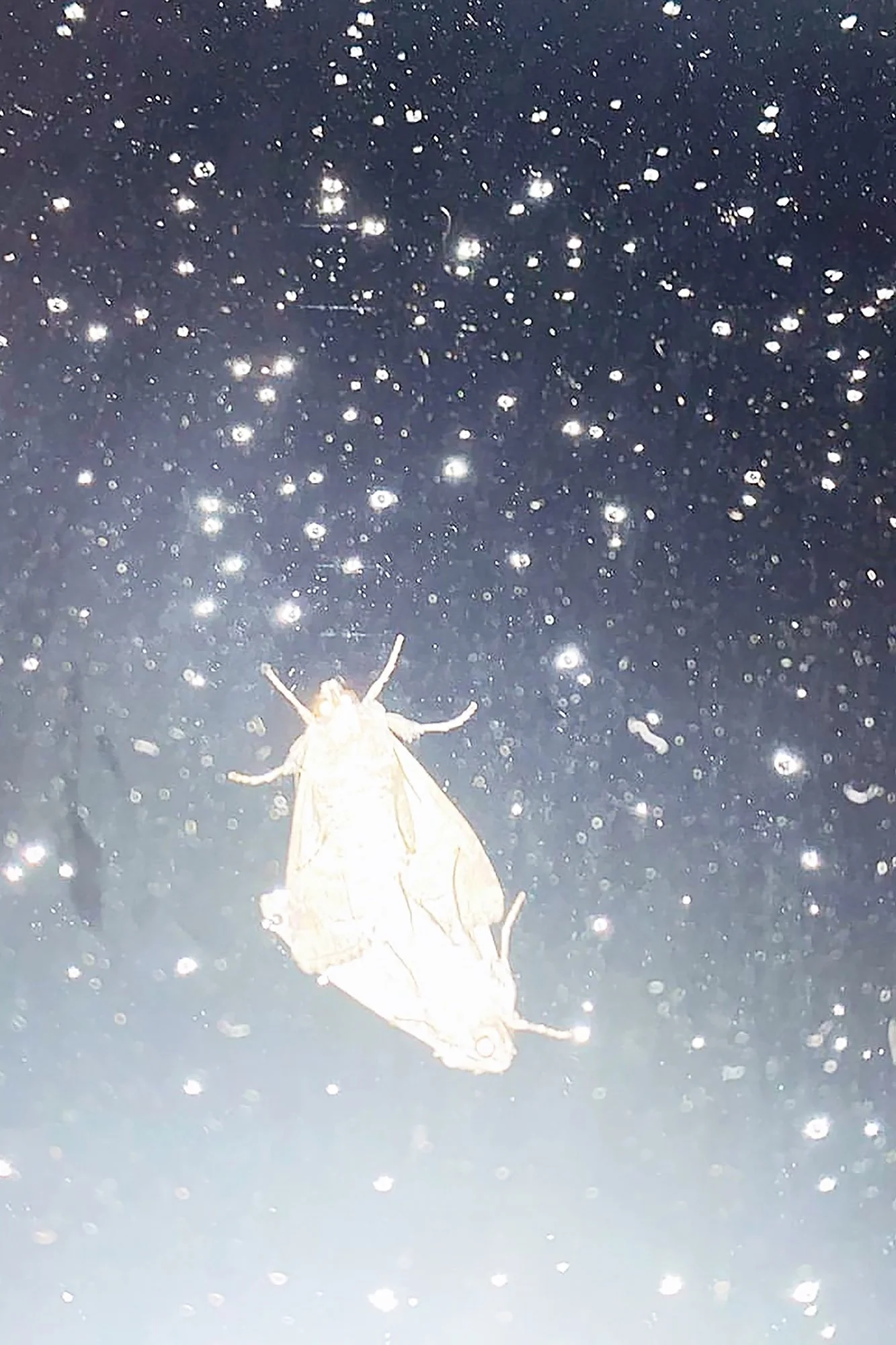 The Parasite of Illusion, 2022-2024