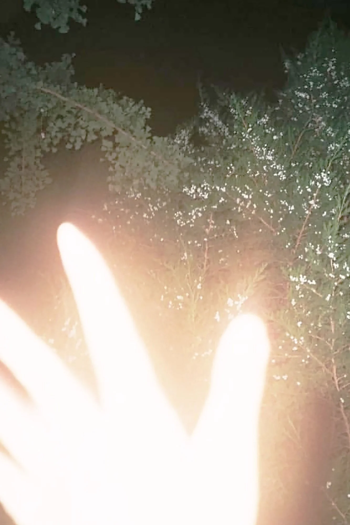 The Parasite of Illusion, 2022-2024