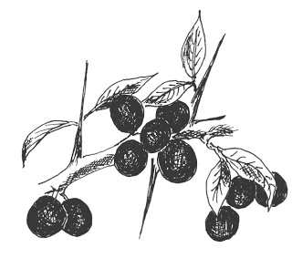 Prunus spinosa