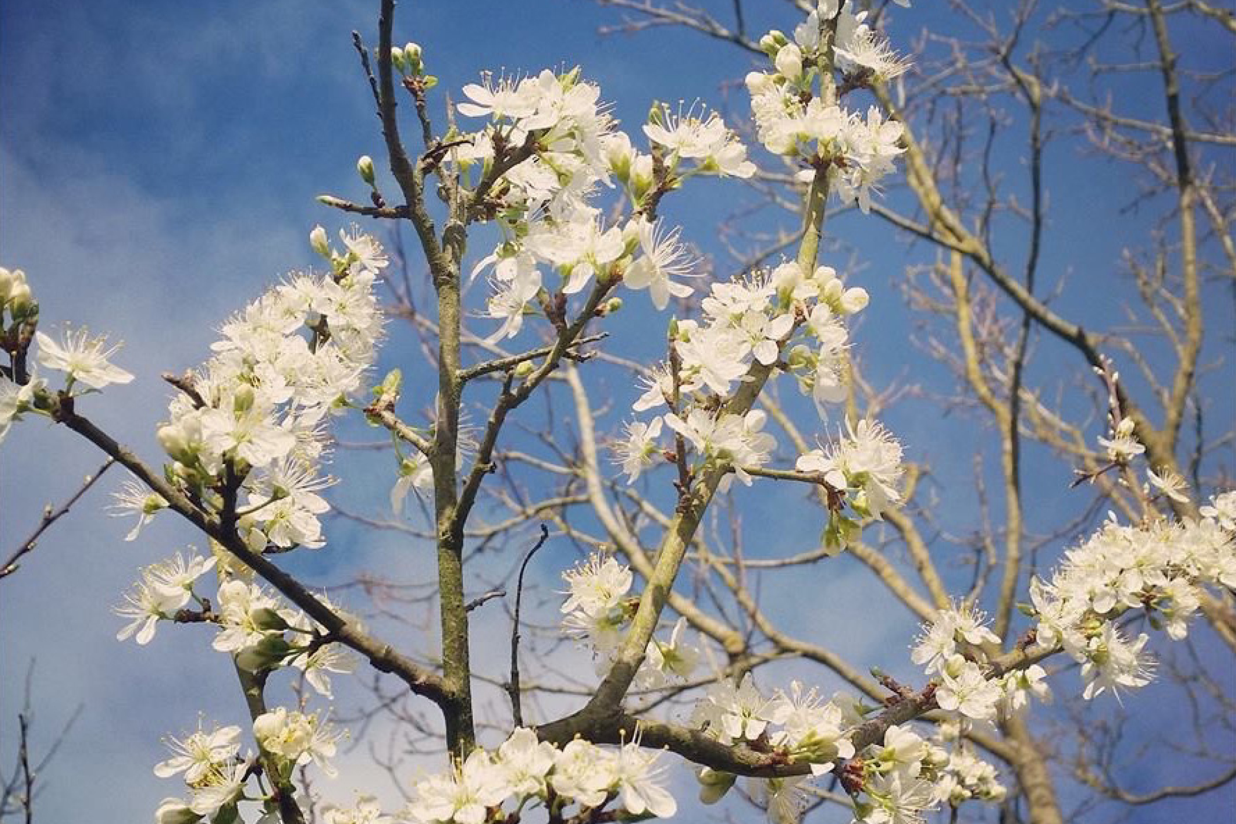 cover page sloe plant against sky.jpg