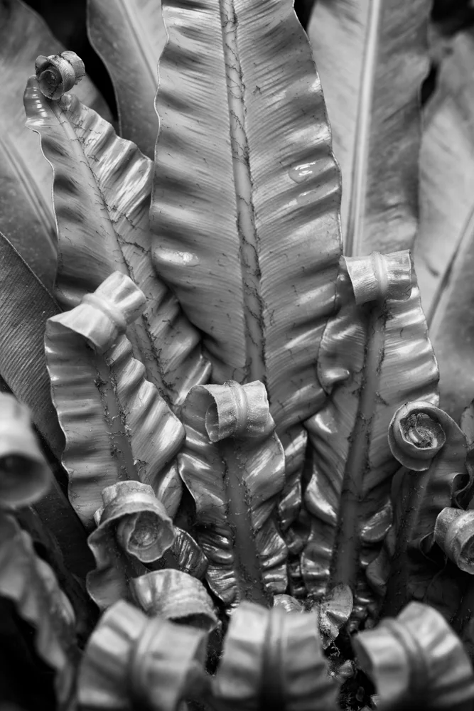 flora-8.jpg