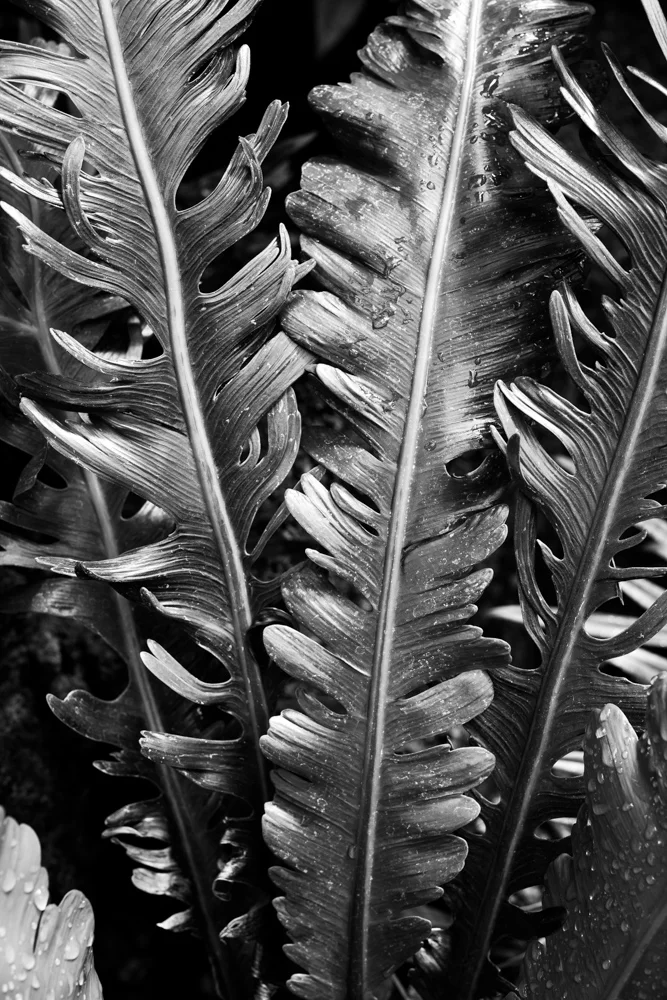 flora-9.jpg
