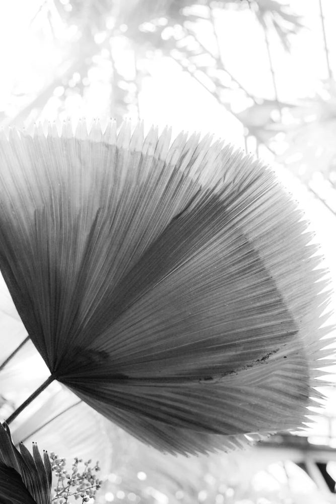 Flora_fan_leaves.jpg