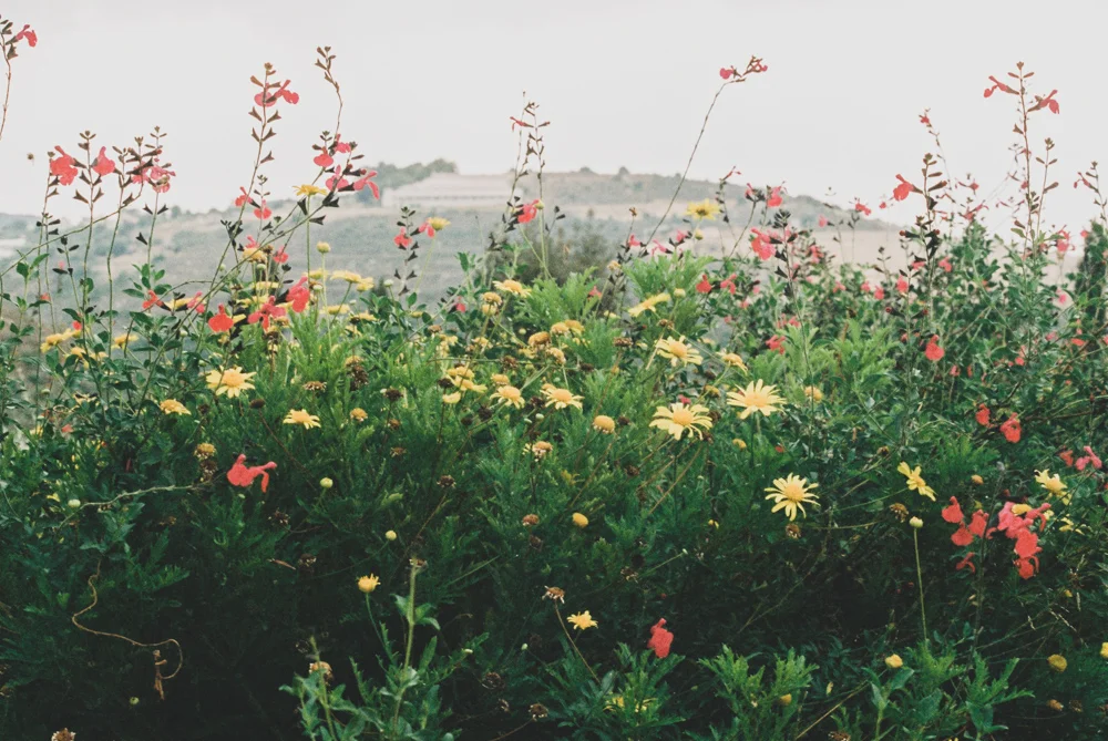 JY_Web_Flora_22.jpg